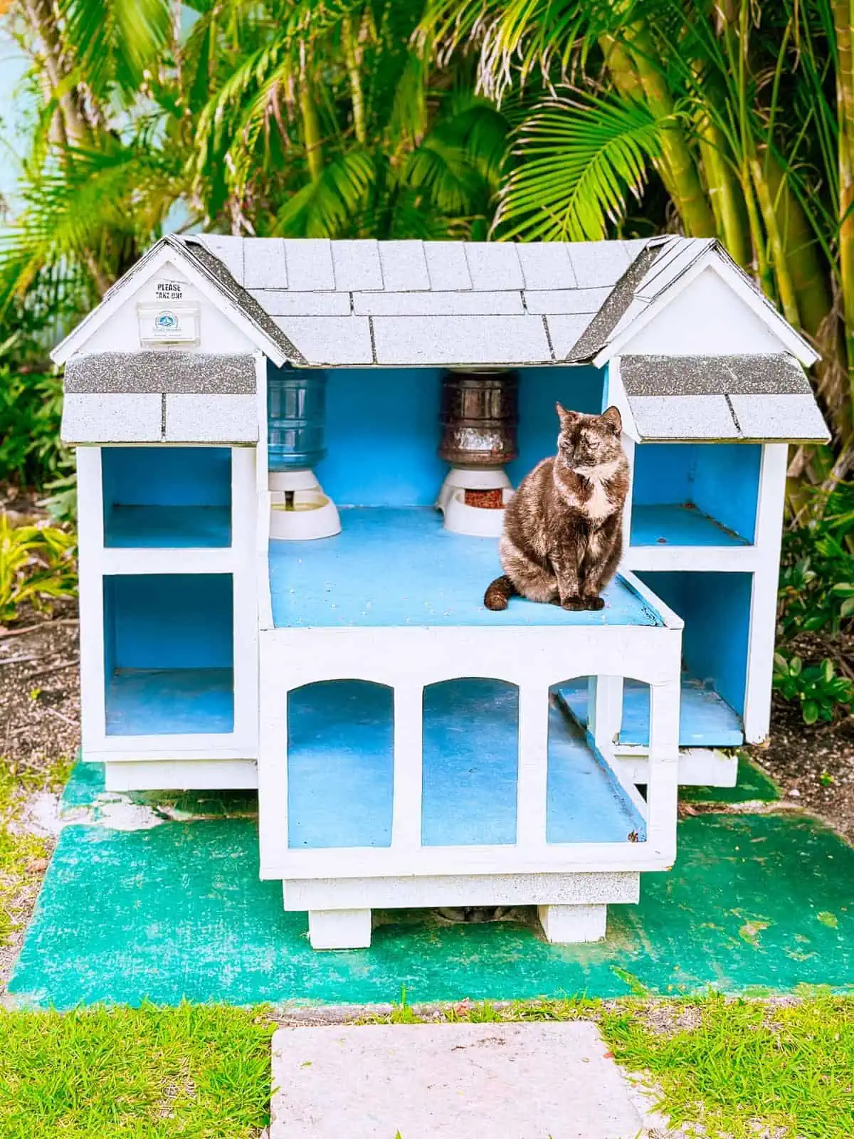 Cats at Sandals Resorts